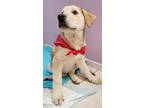 Adopt Lucy a White - with Tan, Yellow or Fawn Great Pyrenees / Mixed dog in