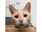 Adopt Tristan a Tan or Fawn Tabby Domestic Shorthair / Mixed (short coat) cat in