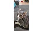 Adopt Pepper (22-005) a Brown Tabby Domestic Shorthair / Mixed cat in York
