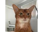 Adopt Cleo a Abyssinian