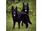 Adopt Kobi & Cuda a Black German Shepherd Dog / Mixed dog in Surrey