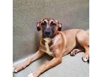 Adopt PUPPY 1 a Brown/Chocolate Mastiff / Mixed dog in Rancho Cucamonga