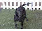 Adopt *JOSSE a Black Labrador Retriever / Mixed dog in Modesto, CA (33700934)