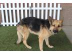 Adopt *SHULTZ a Brown/Chocolate - with Black German Shepherd Dog / Mixed dog in