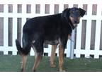 Adopt MOMBO a Black - with Tan, Yellow or Fawn Doberman Pinscher / Rottweiler /