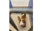 Adopt MIA a Brown/Chocolate - with White Bull Terrier / Mixed dog in Austin