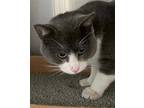 Adopt SPRAGUE a Gray or Blue (Mostly) Domestic Shorthair / Mixed (short coat)