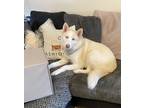 Adopt Dakota a White - with Tan, Yellow or Fawn Husky / Mixed dog in Citrus