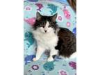Adopt Duchess a Brown Tabby Domestic Longhair (long coat) cat in Danbury