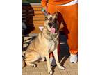 Adopt SARGENT a Brown/Chocolate - with Black German Shepherd Dog / Mixed dog in