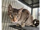 Adopt Shadow a Domestic Shorthair / Mixed cat in Dickson, TN (33697386)