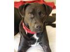 Adopt Sammy a Black - with White American Staffordshire Terrier / Boxer dog in