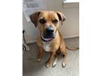 Adopt Lily a Boxer dog in Denver, CO (33700587)