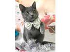 Adopt Luca a Gray or Blue Domestic Shorthair / Domestic Shorthair / Mixed cat in