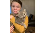 Adopt Stretch a Gray or Blue American Shorthair / Mixed (short coat) cat in