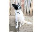 Adopt Skit a White - with Black Border Collie / Great Pyrenees / Mixed dog in