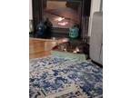 Adopt Parker a Gray, Blue or Silver Tabby American Shorthair / Mixed (short