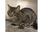 Adopt Bandit a Gray or Blue Domestic Shorthair / Mixed cat in Crookston
