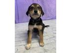 Adopt Claire a Black - with Tan, Yellow or Fawn Shepherd (Unknown Type) / Mixed