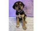 Adopt Cory a Black - with Tan, Yellow or Fawn Shepherd (Unknown Type) / Mixed