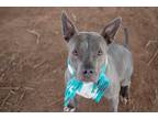 Adopt EGRET a Gray/Silver/Salt & Pepper - with White American Staffordshire
