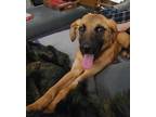 Adopt ARLO a Tan/Yellow/Fawn German Shepherd Dog / Mixed dog in Sacramento