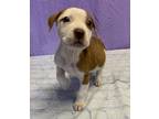 Adopt Andreas a White - with Tan, Yellow or Fawn Pit Bull Terrier / Mixed dog in