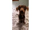 Adopt Vixon a Red/Golden/Orange/Chestnut Dachshund / Mixed dog in Franklin