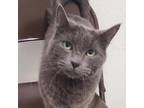 Adopt Sebastian a Gray or Blue Domestic Shorthair / Mixed cat in Sedalia