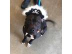 Adopt Pirate 98 a Black American Pit Bull Terrier / Mixed dog in Cleveland