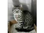 Adopt Madeline a Gray or Blue Domestic Shorthair / Domestic Shorthair / Mixed