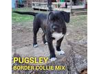 Adopt PUGSLEY a Border Collie