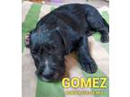 Adopt GOMEZ a Border Collie