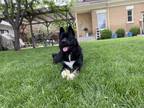 Adopt Rufus a Black - with White Akita / Mixed dog in American Fork