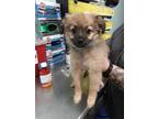 Adopt Rose a Tan/Yellow/Fawn Pomeranian / Terrier (Unknown Type