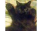 Adopt Mamba a All Black Domestic Mediumhair / Mixed (medium coat) cat in East
