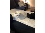 Adopt Covie a White Domestic Mediumhair / Mixed cat in Oxnard, CA (33680159)