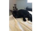 Adopt Bob a All Black Domestic Shorthair / Mixed (short coat) cat in Oxnard