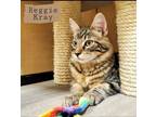 Adopt Reggie Kray a Brown Tabby Domestic Mediumhair / Mixed (medium coat) cat in