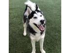 Adopt Rocket a Black Siberian Husky / Mixed dog in Providence, RI (33700342)