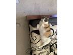 Adopt Izzy a Calico or Dilute Calico Calico / Mixed (medium coat) cat in