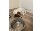 Adopt Ollie a Brown/Chocolate - with White Border Collie / Shepherd (Unknown