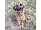 Adopt Guinness a Mixed Breed (Medium) / Mixed dog in Gainesville, FL (33700272)