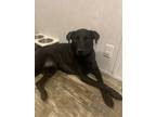 Adopt Echo a Black Labrador Retriever / Mixed dog in Lititz, PA (33679722)