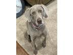 Adopt Zendaya a Gray/Blue/Silver/Salt & Pepper Weimaraner / Mixed dog in