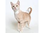 Adopt Tiffani a Tan or Fawn Tabby Domestic Shorthair / Mixed cat in Springfield