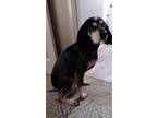 Adopt Cain a Black - with Tan, Yellow or Fawn Bluetick Coonhound / Mixed dog in