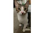 Adopt Chris a Tan or Fawn Tabby Domestic Mediumhair / Mixed (medium coat) cat in