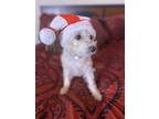 Adopt Angel a White - with Tan, Yellow or Fawn Cairn Terrier / Mixed dog in San