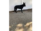 Adopt Nader a Black German Shepherd Dog / Mixed dog in Jacksonville